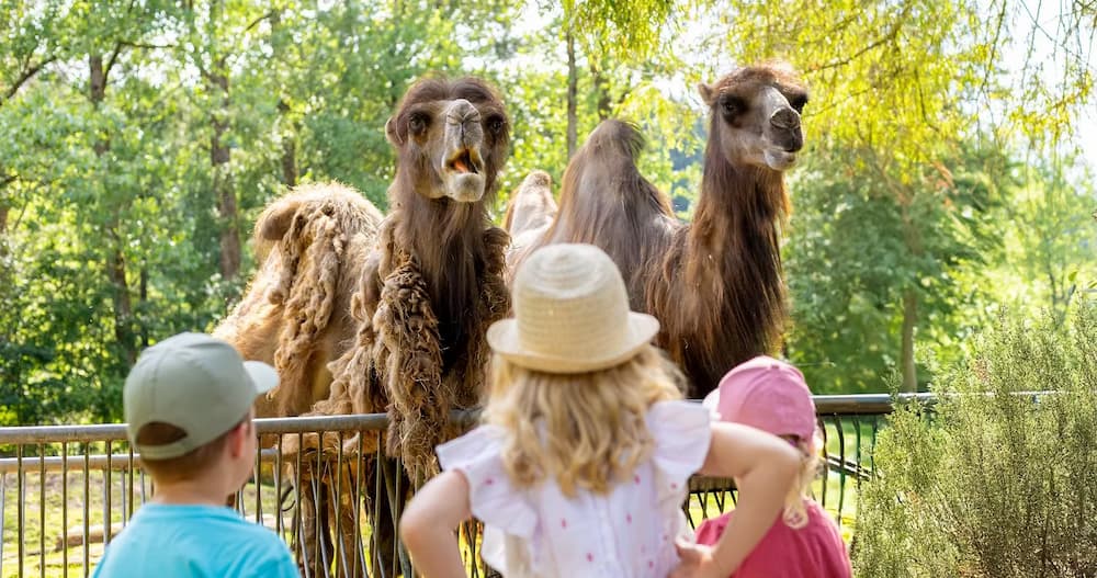 Impression Eifel-Zoo (https://www.eifel-zoo.de/)